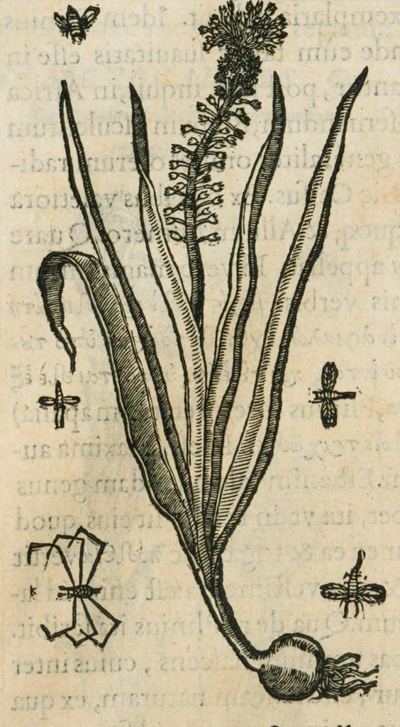 An illustration from Historia generalis plantarum : in libros XVIII per certas classes artificiose digesta, Haec plusquam mille imaginibus plantarum locupletior superioribus, omnes propemodum quae ab antiquis scriptoribus, Graecis, Latinis, Arabibus, nominantur: necnon eas quae in orientis atque Occidentis partibus, ante seculum nostrum incognitis, repertae fuerunt, tibi exhibet ; habes etiam earundem plantarum peculiaria diversis nationibus nomina: habes amplas descriptiones, è quibus singularum genus, formam, ubi crescant et quo tempore vigeant, natiorum temperamentum, vires denique in Medicina proprias cognosces., 1586, leaf 412
