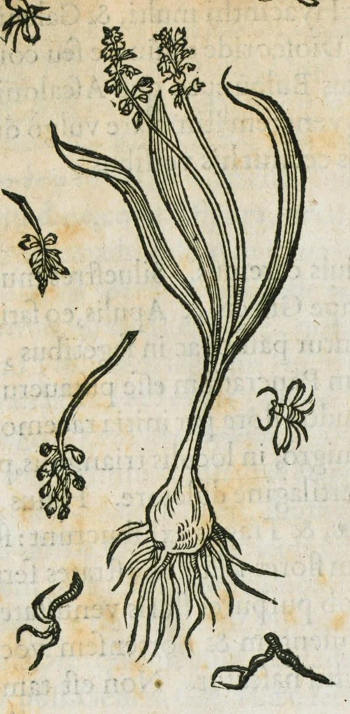 An illustration from Historia generalis plantarum : in libros XVIII per certas classes artificiose digesta, Haec plusquam mille imaginibus plantarum locupletior superioribus, omnes propemodum quae ab antiquis scriptoribus, Graecis, Latinis, Arabibus, nominantur: necnon eas quae in orientis atque Occidentis partibus, ante seculum nostrum incognitis, repertae fuerunt, tibi exhibet ; habes etiam earundem plantarum peculiaria diversis nationibus nomina: habes amplas descriptiones, è quibus singularum genus, formam, ubi crescant et quo tempore vigeant, natiorum temperamentum, vires denique in Medicina proprias cognosces., 1586, leaf 412