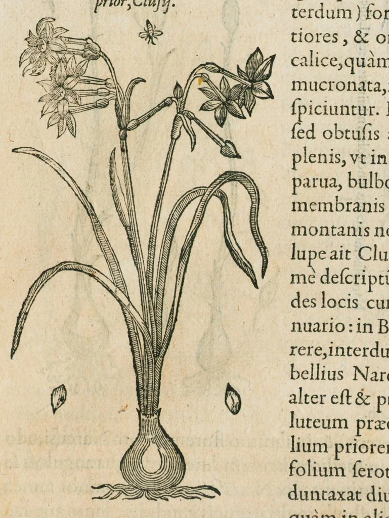 An illustration from Historia generalis plantarum : in libros XVIII per certas classes artificiose digesta, Haec plusquam mille imaginibus plantarum locupletior superioribus, omnes propemodum quae ab antiquis scriptoribus, Graecis, Latinis, Arabibus, nominantur: necnon eas quae in orientis atque Occidentis partibus, ante seculum nostrum incognitis, repertae fuerunt, tibi exhibet ; habes etiam earundem plantarum peculiaria diversis nationibus nomina: habes amplas descriptiones, è quibus singularum genus, formam, ubi crescant et quo tempore vigeant, natiorum temperamentum, vires denique in Medicina proprias cognosces., 1586, leaf 431