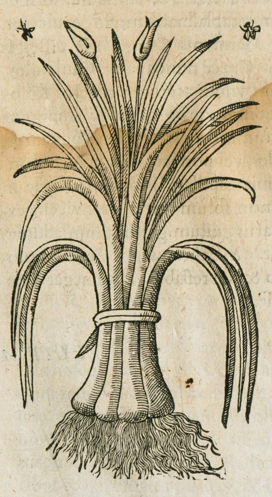 An illustration from Historia generalis plantarum : in libros XVIII per certas classes artificiose digesta, Haec plusquam mille imaginibus plantarum locupletior superioribus, omnes propemodum quae ab antiquis scriptoribus, Graecis, Latinis, Arabibus, nominantur: necnon eas quae in orientis atque Occidentis partibus, ante seculum nostrum incognitis, repertae fuerunt, tibi exhibet ; habes etiam earundem plantarum peculiaria diversis nationibus nomina: habes amplas descriptiones, è quibus singularum genus, formam, ubi crescant et quo tempore vigeant, natiorum temperamentum, vires denique in Medicina proprias cognosces., 1586, leaf 453