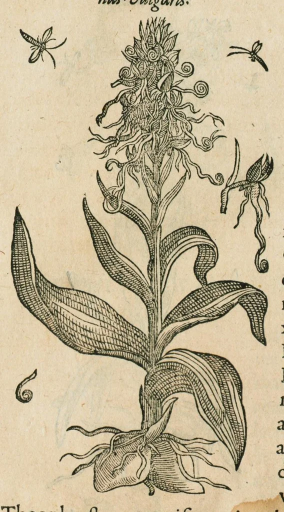 An illustration from Historia generalis plantarum : in libros XVIII per certas classes artificiose digesta, Haec plusquam mille imaginibus plantarum locupletior superioribus, omnes propemodum quae ab antiquis scriptoribus, Graecis, Latinis, Arabibus, nominantur: necnon eas quae in orientis atque Occidentis partibus, ante seculum nostrum incognitis, repertae fuerunt, tibi exhibet ; habes etiam earundem plantarum peculiaria diversis nationibus nomina: habes amplas descriptiones, è quibus singularum genus, formam, ubi crescant et quo tempore vigeant, natiorum temperamentum, vires denique in Medicina proprias cognosces., 1586, leaf 463