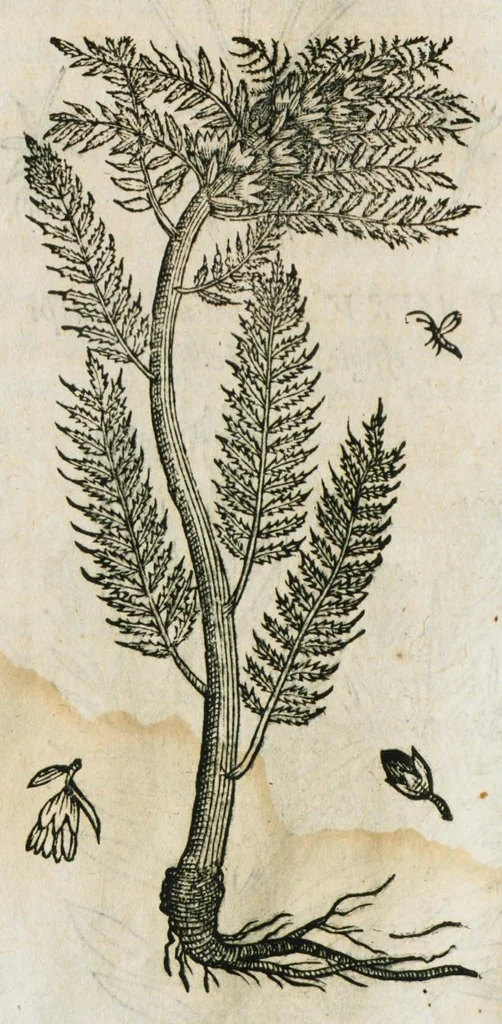 An illustration from Historia generalis plantarum : in libros XVIII per certas classes artificiose digesta, Haec plusquam mille imaginibus plantarum locupletior superioribus, omnes propemodum quae ab antiquis scriptoribus, Graecis, Latinis, Arabibus, nominantur: necnon eas quae in orientis atque Occidentis partibus, ante seculum nostrum incognitis, repertae fuerunt, tibi exhibet ; habes etiam earundem plantarum peculiaria diversis nationibus nomina: habes amplas descriptiones, è quibus singularum genus, formam, ubi crescant et quo tempore vigeant, natiorum temperamentum, vires denique in Medicina proprias cognosces., 1586, leaf 48