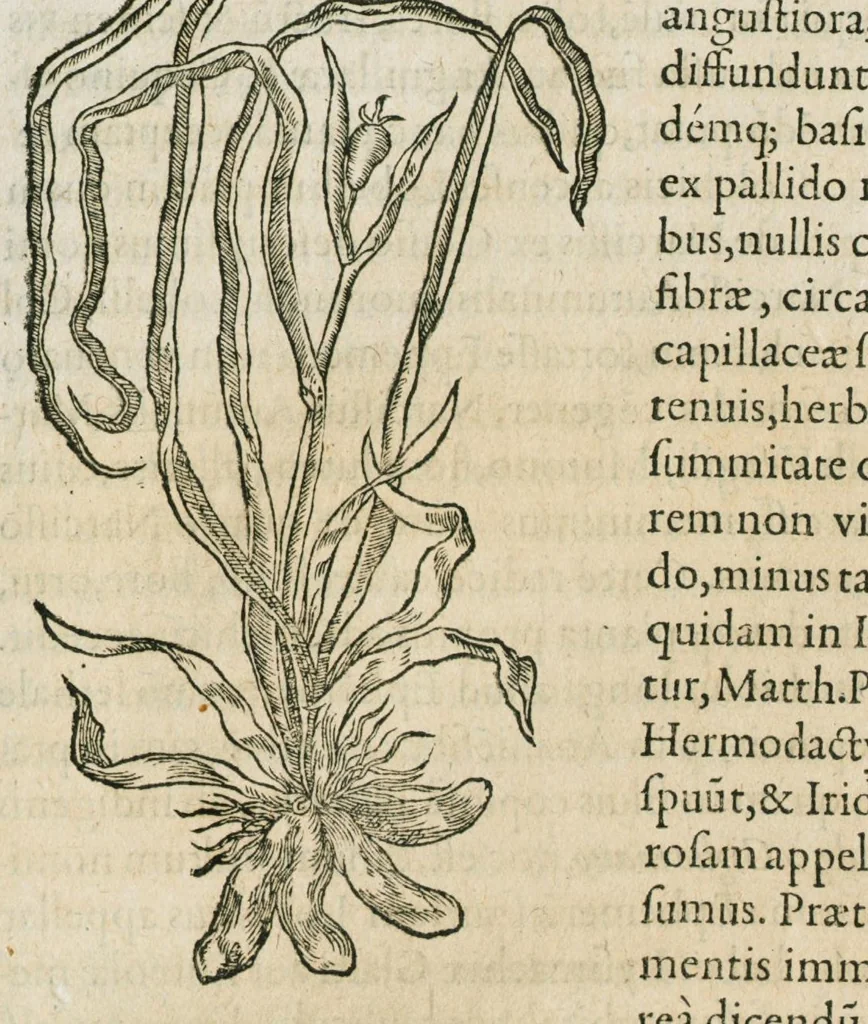An illustration from Historia generalis plantarum : in libros XVIII per certas classes artificiose digesta, Haec plusquam mille imaginibus plantarum locupletior superioribus, omnes propemodum quae ab antiquis scriptoribus, Graecis, Latinis, Arabibus, nominantur: necnon eas quae in orientis atque Occidentis partibus, ante seculum nostrum incognitis, repertae fuerunt, tibi exhibet ; habes etiam earundem plantarum peculiaria diversis nationibus nomina: habes amplas descriptiones, è quibus singularum genus, formam, ubi crescant et quo tempore vigeant, natiorum temperamentum, vires denique in Medicina proprias cognosces., 1586, leaf 483