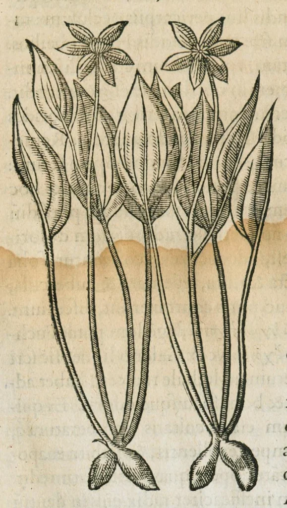 An illustration from Historia generalis plantarum : in libros XVIII per certas classes artificiose digesta, Haec plusquam mille imaginibus plantarum locupletior superioribus, omnes propemodum quae ab antiquis scriptoribus, Graecis, Latinis, Arabibus, nominantur: necnon eas quae in orientis atque Occidentis partibus, ante seculum nostrum incognitis, repertae fuerunt, tibi exhibet ; habes etiam earundem plantarum peculiaria diversis nationibus nomina: habes amplas descriptiones, è quibus singularum genus, formam, ubi crescant et quo tempore vigeant, natiorum temperamentum, vires denique in Medicina proprias cognosces., 1586, leaf 483