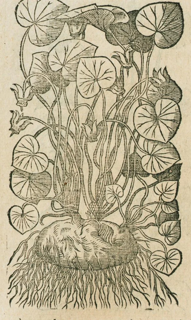 An illustration from Historia generalis plantarum : in libros XVIII per certas classes artificiose digesta, Haec plusquam mille imaginibus plantarum locupletior superioribus, omnes propemodum quae ab antiquis scriptoribus, Graecis, Latinis, Arabibus, nominantur: necnon eas quae in orientis atque Occidentis partibus, ante seculum nostrum incognitis, repertae fuerunt, tibi exhibet ; habes etiam earundem plantarum peculiaria diversis nationibus nomina: habes amplas descriptiones, è quibus singularum genus, formam, ubi crescant et quo tempore vigeant, natiorum temperamentum, vires denique in Medicina proprias cognosces., 1586, leaf 515