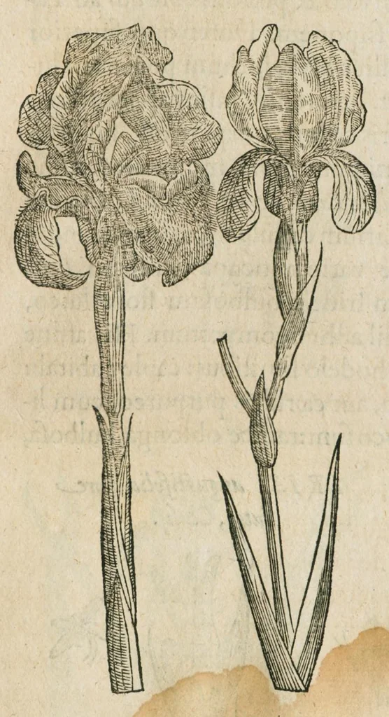 An illustration from Historia generalis plantarum : in libros XVIII per certas classes artificiose digesta, Haec plusquam mille imaginibus plantarum locupletior superioribus, omnes propemodum quae ab antiquis scriptoribus, Graecis, Latinis, Arabibus, nominantur: necnon eas quae in orientis atque Occidentis partibus, ante seculum nostrum incognitis, repertae fuerunt, tibi exhibet ; habes etiam earundem plantarum peculiaria diversis nationibus nomina: habes amplas descriptiones, è quibus singularum genus, formam, ubi crescant et quo tempore vigeant, natiorum temperamentum, vires denique in Medicina proprias cognosces., 1586, leaf 526
