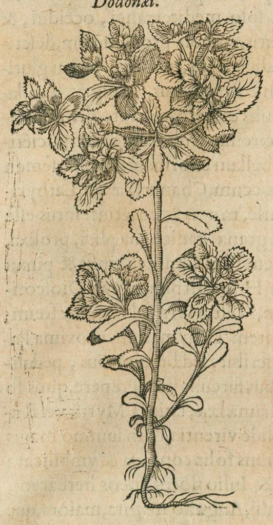 An illustration from Historia generalis plantarum : in libros XVIII per certas classes artificiose digesta, Haec plusquam mille imaginibus plantarum locupletior superioribus, omnes propemodum quae ab antiquis scriptoribus, Graecis, Latinis, Arabibus, nominantur: necnon eas quae in orientis atque Occidentis partibus, ante seculum nostrum incognitis, repertae fuerunt, tibi exhibet ; habes etiam earundem plantarum peculiaria diversis nationibus nomina: habes amplas descriptiones, è quibus singularum genus, formam, ubi crescant et quo tempore vigeant, natiorum temperamentum, vires denique in Medicina proprias cognosces., 1586, leaf 558
