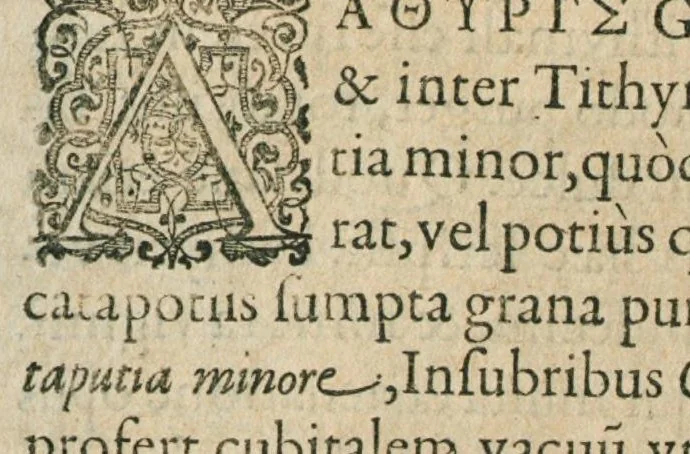 An illustration from Historia generalis plantarum : in libros XVIII per certas classes artificiose digesta, Haec plusquam mille imaginibus plantarum locupletior superioribus, omnes propemodum quae ab antiquis scriptoribus, Graecis, Latinis, Arabibus, nominantur: necnon eas quae in orientis atque Occidentis partibus, ante seculum nostrum incognitis, repertae fuerunt, tibi exhibet ; habes etiam earundem plantarum peculiaria diversis nationibus nomina: habes amplas descriptiones, è quibus singularum genus, formam, ubi crescant et quo tempore vigeant, natiorum temperamentum, vires denique in Medicina proprias cognosces., 1586, leaf 567