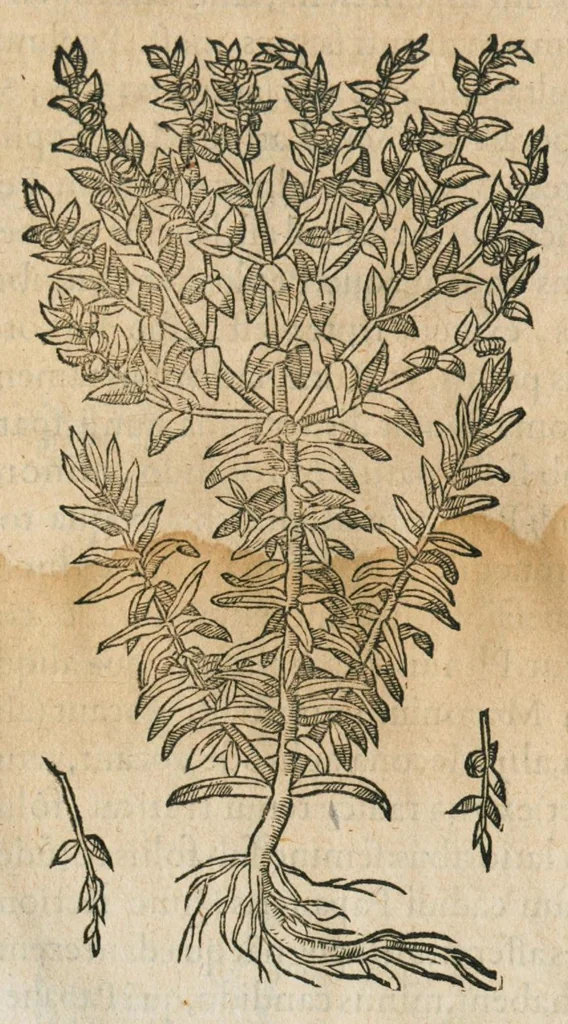 An illustration from Historia generalis plantarum : in libros XVIII per certas classes artificiose digesta, Haec plusquam mille imaginibus plantarum locupletior superioribus, omnes propemodum quae ab antiquis scriptoribus, Graecis, Latinis, Arabibus, nominantur: necnon eas quae in orientis atque Occidentis partibus, ante seculum nostrum incognitis, repertae fuerunt, tibi exhibet ; habes etiam earundem plantarum peculiaria diversis nationibus nomina: habes amplas descriptiones, è quibus singularum genus, formam, ubi crescant et quo tempore vigeant, natiorum temperamentum, vires denique in Medicina proprias cognosces., 1586, leaf 567