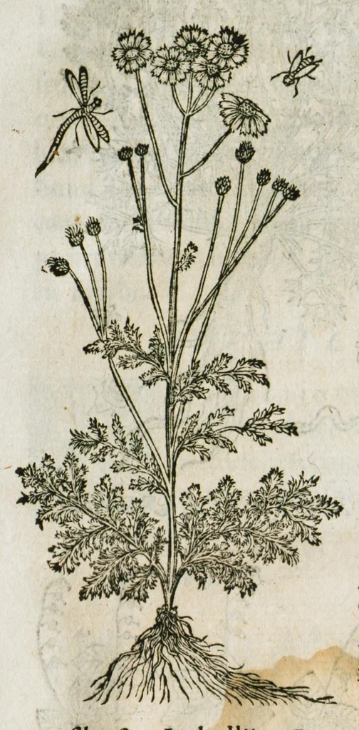 An illustration from Historia generalis plantarum : in libros XVIII per certas classes artificiose digesta, Haec plusquam mille imaginibus plantarum locupletior superioribus, omnes propemodum quae ab antiquis scriptoribus, Graecis, Latinis, Arabibus, nominantur: necnon eas quae in orientis atque Occidentis partibus, ante seculum nostrum incognitis, repertae fuerunt, tibi exhibet ; habes etiam earundem plantarum peculiaria diversis nationibus nomina: habes amplas descriptiones, è quibus singularum genus, formam, ubi crescant et quo tempore vigeant, natiorum temperamentum, vires denique in Medicina proprias cognosces., 1586, leaf 57