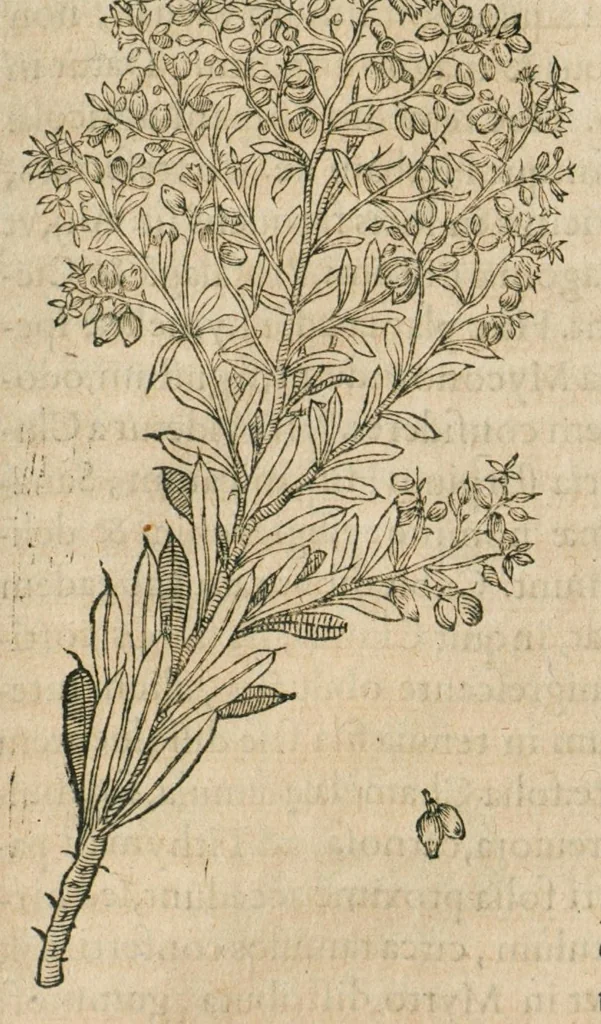 An illustration from Historia generalis plantarum : in libros XVIII per certas classes artificiose digesta, Haec plusquam mille imaginibus plantarum locupletior superioribus, omnes propemodum quae ab antiquis scriptoribus, Graecis, Latinis, Arabibus, nominantur: necnon eas quae in orientis atque Occidentis partibus, ante seculum nostrum incognitis, repertae fuerunt, tibi exhibet ; habes etiam earundem plantarum peculiaria diversis nationibus nomina: habes amplas descriptiones, è quibus singularum genus, formam, ubi crescant et quo tempore vigeant, natiorum temperamentum, vires denique in Medicina proprias cognosces., 1586, leaf 577