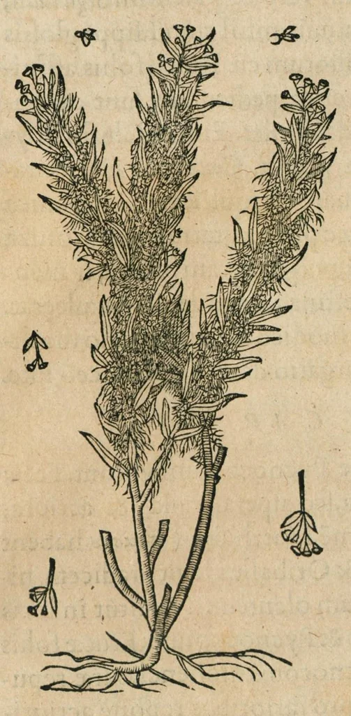 An illustration from Historia generalis plantarum : in libros XVIII per certas classes artificiose digesta, Haec plusquam mille imaginibus plantarum locupletior superioribus, omnes propemodum quae ab antiquis scriptoribus, Graecis, Latinis, Arabibus, nominantur: necnon eas quae in orientis atque Occidentis partibus, ante seculum nostrum incognitis, repertae fuerunt, tibi exhibet ; habes etiam earundem plantarum peculiaria diversis nationibus nomina: habes amplas descriptiones, è quibus singularum genus, formam, ubi crescant et quo tempore vigeant, natiorum temperamentum, vires denique in Medicina proprias cognosces., 1586, leaf 592