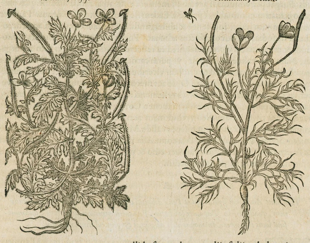 An illustration from Historia generalis plantarum : in libros XVIII per certas classes artificiose digesta, Haec plusquam mille imaginibus plantarum locupletior superioribus, omnes propemodum quae ab antiquis scriptoribus, Graecis, Latinis, Arabibus, nominantur: necnon eas quae in orientis atque Occidentis partibus, ante seculum nostrum incognitis, repertae fuerunt, tibi exhibet ; habes etiam earundem plantarum peculiaria diversis nationibus nomina: habes amplas descriptiones, è quibus singularum genus, formam, ubi crescant et quo tempore vigeant, natiorum temperamentum, vires denique in Medicina proprias cognosces., 1586, leaf 623