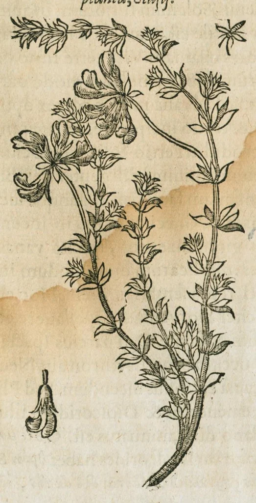 An illustration from Historia generalis plantarum : in libros XVIII per certas classes artificiose digesta, Haec plusquam mille imaginibus plantarum locupletior superioribus, omnes propemodum quae ab antiquis scriptoribus, Graecis, Latinis, Arabibus, nominantur: necnon eas quae in orientis atque Occidentis partibus, ante seculum nostrum incognitis, repertae fuerunt, tibi exhibet ; habes etiam earundem plantarum peculiaria diversis nationibus nomina: habes amplas descriptiones, è quibus singularum genus, formam, ubi crescant et quo tempore vigeant, natiorum temperamentum, vires denique in Medicina proprias cognosces., 1586, leaf 634