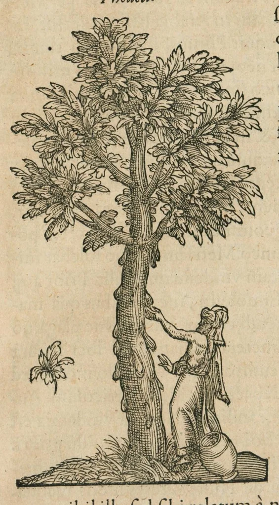An illustration from Historia generalis plantarum : in libros XVIII per certas classes artificiose digesta, Haec plusquam mille imaginibus plantarum locupletior superioribus, omnes propemodum quae ab antiquis scriptoribus, Graecis, Latinis, Arabibus, nominantur: necnon eas quae in orientis atque Occidentis partibus, ante seculum nostrum incognitis, repertae fuerunt, tibi exhibet ; habes etiam earundem plantarum peculiaria diversis nationibus nomina: habes amplas descriptiones, è quibus singularum genus, formam, ubi crescant et quo tempore vigeant, natiorum temperamentum, vires denique in Medicina proprias cognosces., 1586, leaf 664