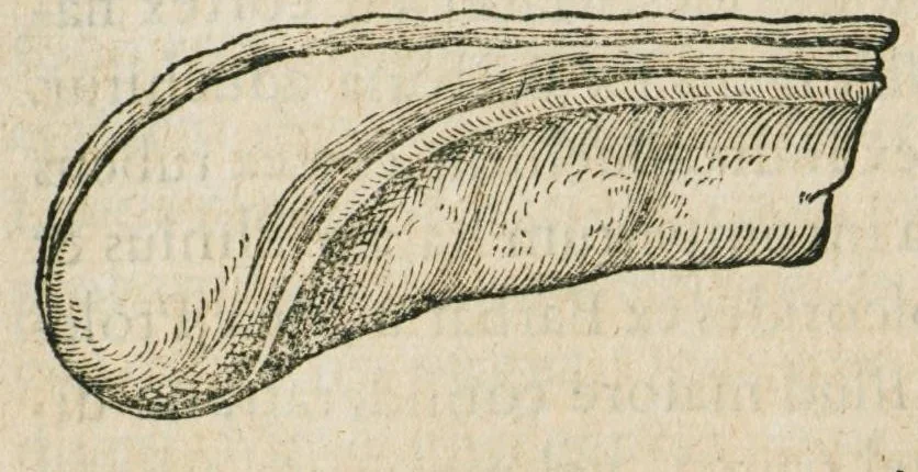 An illustration from Historia generalis plantarum : in libros XVIII per certas classes artificiose digesta, Haec plusquam mille imaginibus plantarum locupletior superioribus, omnes propemodum quae ab antiquis scriptoribus, Graecis, Latinis, Arabibus, nominantur: necnon eas quae in orientis atque Occidentis partibus, ante seculum nostrum incognitis, repertae fuerunt, tibi exhibet ; habes etiam earundem plantarum peculiaria diversis nationibus nomina: habes amplas descriptiones, è quibus singularum genus, formam, ubi crescant et quo tempore vigeant, natiorum temperamentum, vires denique in Medicina proprias cognosces., 1586, leaf 685