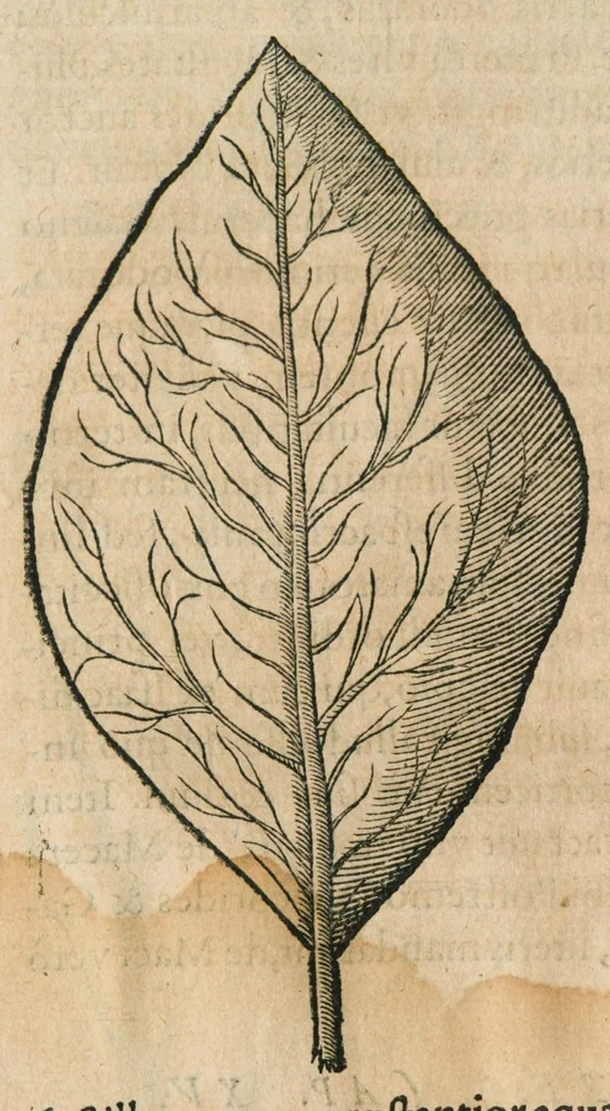 An illustration from Historia generalis plantarum : in libros XVIII per certas classes artificiose digesta, Haec plusquam mille imaginibus plantarum locupletior superioribus, omnes propemodum quae ab antiquis scriptoribus, Graecis, Latinis, Arabibus, nominantur: necnon eas quae in orientis atque Occidentis partibus, ante seculum nostrum incognitis, repertae fuerunt, tibi exhibet ; habes etiam earundem plantarum peculiaria diversis nationibus nomina: habes amplas descriptiones, è quibus singularum genus, formam, ubi crescant et quo tempore vigeant, natiorum temperamentum, vires denique in Medicina proprias cognosces., 1586, leaf 685