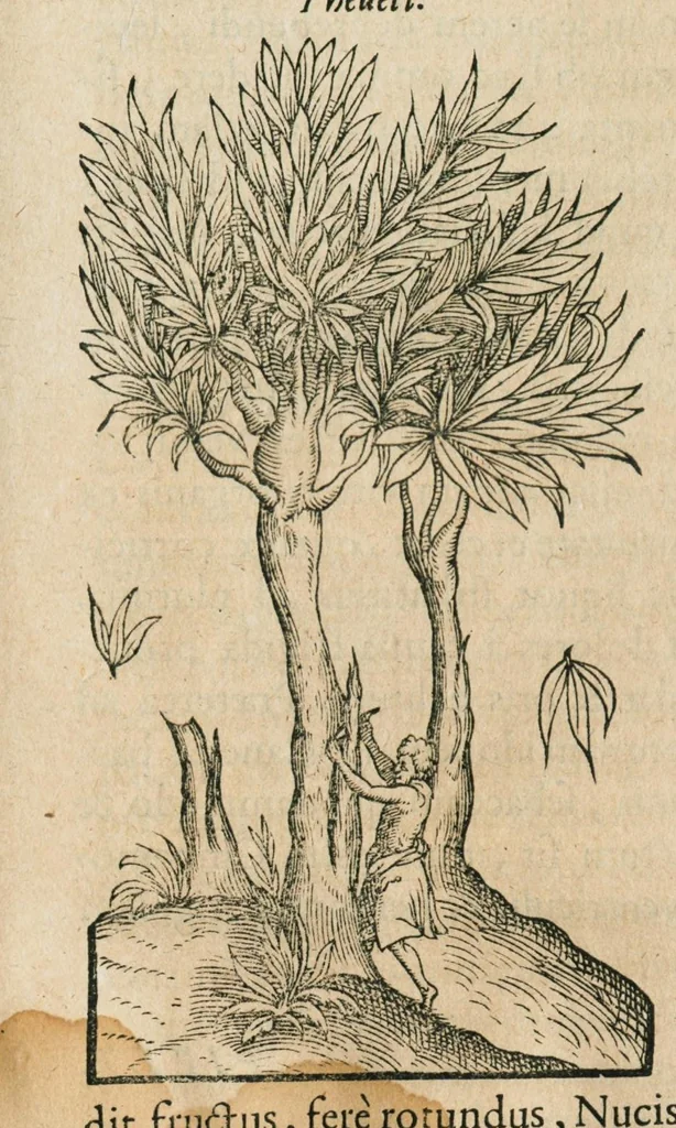 An illustration from Historia generalis plantarum : in libros XVIII per certas classes artificiose digesta, Haec plusquam mille imaginibus plantarum locupletior superioribus, omnes propemodum quae ab antiquis scriptoribus, Graecis, Latinis, Arabibus, nominantur: necnon eas quae in orientis atque Occidentis partibus, ante seculum nostrum incognitis, repertae fuerunt, tibi exhibet ; habes etiam earundem plantarum peculiaria diversis nationibus nomina: habes amplas descriptiones, è quibus singularum genus, formam, ubi crescant et quo tempore vigeant, natiorum temperamentum, vires denique in Medicina proprias cognosces., 1586, leaf 715