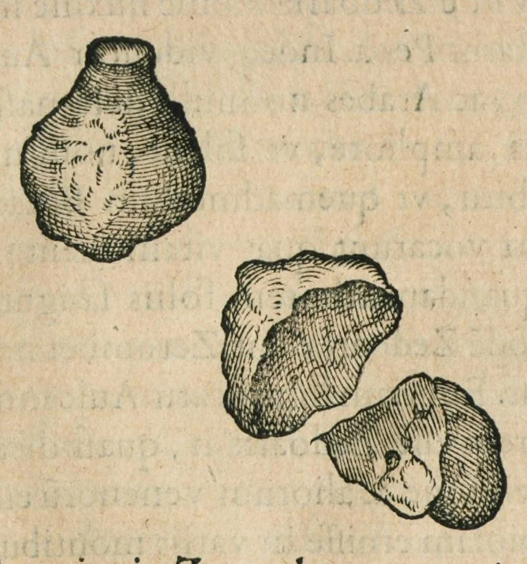 An illustration from Historia generalis plantarum : in libros XVIII per certas classes artificiose digesta, Haec plusquam mille imaginibus plantarum locupletior superioribus, omnes propemodum quae ab antiquis scriptoribus, Graecis, Latinis, Arabibus, nominantur: necnon eas quae in orientis atque Occidentis partibus, ante seculum nostrum incognitis, repertae fuerunt, tibi exhibet ; habes etiam earundem plantarum peculiaria diversis nationibus nomina: habes amplas descriptiones, è quibus singularum genus, formam, ubi crescant et quo tempore vigeant, natiorum temperamentum, vires denique in Medicina proprias cognosces., 1586, leaf 732