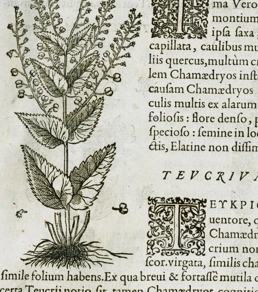 An illustration from Historia generalis plantarum : in libros XVIII per certas classes artificiose digesta, Haec plusquam mille imaginibus plantarum locupletior superioribus, omnes propemodum quae ab antiquis scriptoribus, Graecis, Latinis, Arabibus, nominantur: necnon eas quae in orientis atque Occidentis partibus, ante seculum nostrum incognitis, repertae fuerunt, tibi exhibet ; habes etiam earundem plantarum peculiaria diversis nationibus nomina: habes amplas descriptiones, è quibus singularum genus, formam, ubi crescant et quo tempore vigeant, natiorum temperamentum, vires denique in Medicina proprias cognosces., 1586, leaf 75