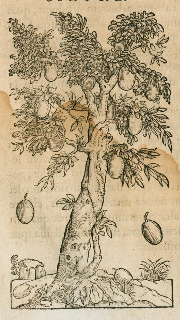 An illustration from Historia generalis plantarum : in libros XVIII per certas classes artificiose digesta, Haec plusquam mille imaginibus plantarum locupletior superioribus, omnes propemodum quae ab antiquis scriptoribus, Graecis, Latinis, Arabibus, nominantur: necnon eas quae in orientis atque Occidentis partibus, ante seculum nostrum incognitis, repertae fuerunt, tibi exhibet ; habes etiam earundem plantarum peculiaria diversis nationibus nomina: habes amplas descriptiones, è quibus singularum genus, formam, ubi crescant et quo tempore vigeant, natiorum temperamentum, vires denique in Medicina proprias cognosces., 1586, leaf 755