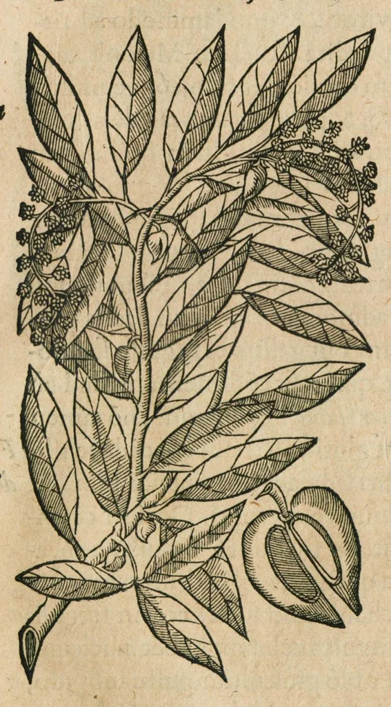 An illustration from Historia generalis plantarum : in libros XVIII per certas classes artificiose digesta, Haec plusquam mille imaginibus plantarum locupletior superioribus, omnes propemodum quae ab antiquis scriptoribus, Graecis, Latinis, Arabibus, nominantur: necnon eas quae in orientis atque Occidentis partibus, ante seculum nostrum incognitis, repertae fuerunt, tibi exhibet ; habes etiam earundem plantarum peculiaria diversis nationibus nomina: habes amplas descriptiones, è quibus singularum genus, formam, ubi crescant et quo tempore vigeant, natiorum temperamentum, vires denique in Medicina proprias cognosces., 1586, leaf 780