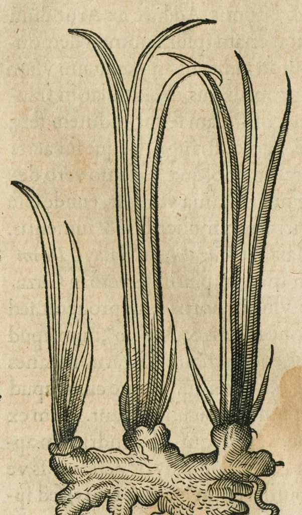 An illustration from Historia generalis plantarum : in libros XVIII per certas classes artificiose digesta, Haec plusquam mille imaginibus plantarum locupletior superioribus, omnes propemodum quae ab antiquis scriptoribus, Graecis, Latinis, Arabibus, nominantur: necnon eas quae in orientis atque Occidentis partibus, ante seculum nostrum incognitis, repertae fuerunt, tibi exhibet ; habes etiam earundem plantarum peculiaria diversis nationibus nomina: habes amplas descriptiones, è quibus singularum genus, formam, ubi crescant et quo tempore vigeant, natiorum temperamentum, vires denique in Medicina proprias cognosces., 1586, leaf 800
