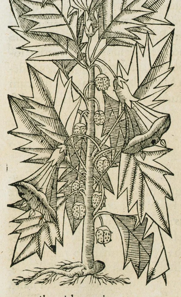 An illustration from Historia generalis plantarum : in libros XVIII per certas classes artificiose digesta, Haec plusquam mille imaginibus plantarum locupletior superioribus, omnes propemodum quae ab antiquis scriptoribus, Graecis, Latinis, Arabibus, nominantur: necnon eas quae in orientis atque Occidentis partibus, ante seculum nostrum incognitis, repertae fuerunt, tibi exhibet ; habes etiam earundem plantarum peculiaria diversis nationibus nomina: habes amplas descriptiones, è quibus singularum genus, formam, ubi crescant et quo tempore vigeant, natiorum temperamentum, vires denique in Medicina proprias cognosces., 1586, leaf 823