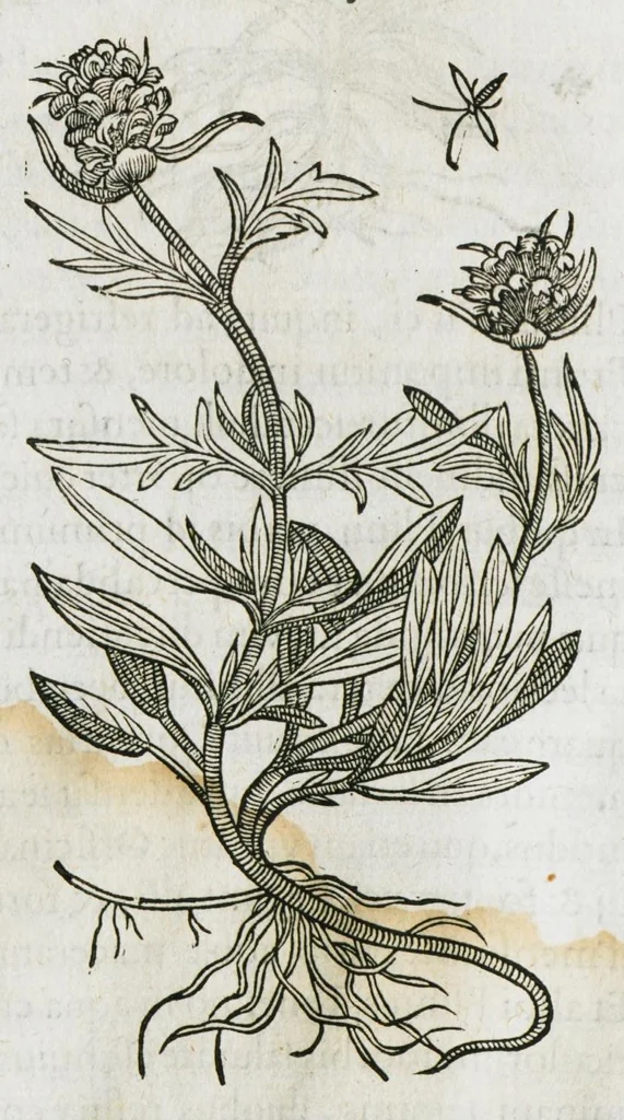 An illustration from Historia generalis plantarum : in libros XVIII per certas classes artificiose digesta, Haec plusquam mille imaginibus plantarum locupletior superioribus, omnes propemodum quae ab antiquis scriptoribus, Graecis, Latinis, Arabibus, nominantur: necnon eas quae in orientis atque Occidentis partibus, ante seculum nostrum incognitis, repertae fuerunt, tibi exhibet ; habes etiam earundem plantarum peculiaria diversis nationibus nomina: habes amplas descriptiones, è quibus singularum genus, formam, ubi crescant et quo tempore vigeant, natiorum temperamentum, vires denique in Medicina proprias cognosces., 1586, leaf 84