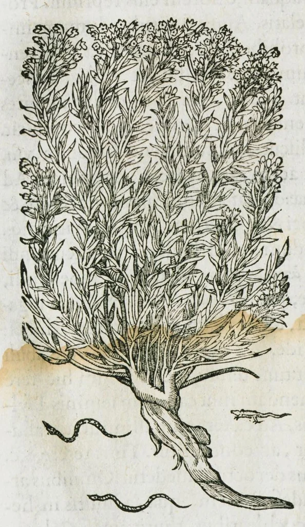 An illustration from Historia generalis plantarum : in libros XVIII per certas classes artificiose digesta, Haec plusquam mille imaginibus plantarum locupletior superioribus, omnes propemodum quae ab antiquis scriptoribus, Graecis, Latinis, Arabibus, nominantur: necnon eas quae in orientis atque Occidentis partibus, ante seculum nostrum incognitis, repertae fuerunt, tibi exhibet ; habes etiam earundem plantarum peculiaria diversis nationibus nomina: habes amplas descriptiones, è quibus singularum genus, formam, ubi crescant et quo tempore vigeant, natiorum temperamentum, vires denique in Medicina proprias cognosces., 1586, leaf 84