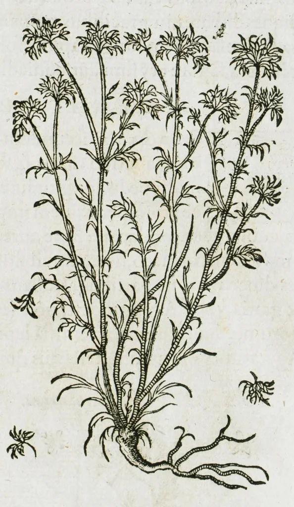 An illustration from Historia generalis plantarum : in libros XVIII per certas classes artificiose digesta, Haec plusquam mille imaginibus plantarum locupletior superioribus, omnes propemodum quae ab antiquis scriptoribus, Graecis, Latinis, Arabibus, nominantur: necnon eas quae in orientis atque Occidentis partibus, ante seculum nostrum incognitis, repertae fuerunt, tibi exhibet ; habes etiam earundem plantarum peculiaria diversis nationibus nomina: habes amplas descriptiones, è quibus singularum genus, formam, ubi crescant et quo tempore vigeant, natiorum temperamentum, vires denique in Medicina proprias cognosces., 1586, leaf 93