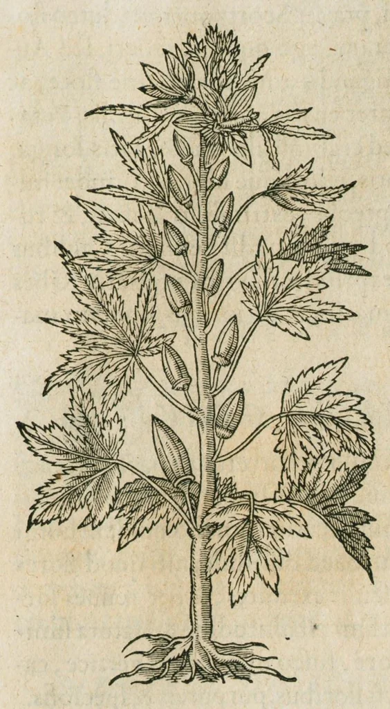An illustration from Historia generalis plantarum : in libros XVIII per certas classes artificiose digesta, Haec plusquam mille imaginibus plantarum locupletior superioribus, omnes propemodum quae ab antiquis scriptoribus, Graecis, Latinis, Arabibus, nominantur: necnon eas quae in orientis atque Occidentis partibus, ante seculum nostrum incognitis, repertae fuerunt, tibi exhibet ; habes etiam earundem plantarum peculiaria diversis nationibus nomina: habes amplas descriptiones, è quibus singularum genus, formam, ubi crescant et quo tempore vigeant, natiorum temperamentum, vires denique in Medicina proprias cognosces., 1586, leaf 935