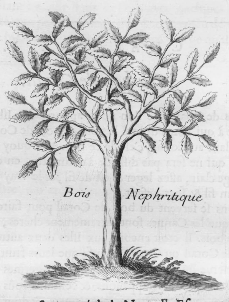 An illustration from Histoire générale des drogues, traitant des plantes, des animaux, & des mineraux ; ouvrage enrichy de plus de quatre cent figures en taille-douce tirées d'aprés nature ; avec un discours qui explique leurs differens noms, les pays d'où elles viennent, la maniere de connoître les veritables d'avec les falsifiées, & leurs proprietez, où l'on découvre l'erreur des anciens & des modernes..., 1694, leaf 125