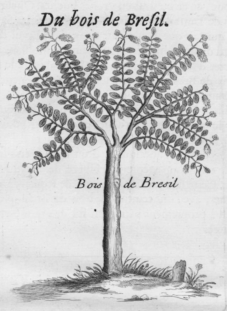 An illustration from Histoire générale des drogues, traitant des plantes, des animaux, & des mineraux ; ouvrage enrichy de plus de quatre cent figures en taille-douce tirées d'aprés nature ; avec un discours qui explique leurs differens noms, les pays d'où elles viennent, la maniere de connoître les veritables d'avec les falsifiées, & leurs proprietez, où l'on découvre l'erreur des anciens & des modernes..., 1694, leaf 134