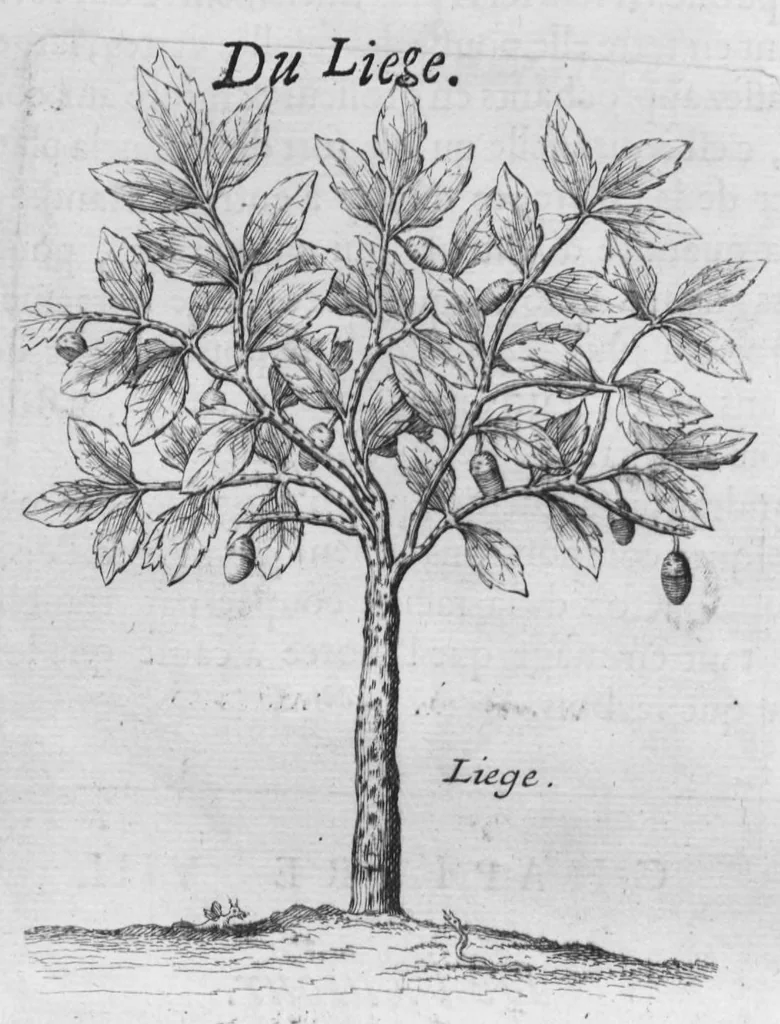 An illustration from Histoire générale des drogues, traitant des plantes, des animaux, & des mineraux ; ouvrage enrichy de plus de quatre cent figures en taille-douce tirées d'aprés nature ; avec un discours qui explique leurs differens noms, les pays d'où elles viennent, la maniere de connoître les veritables d'avec les falsifiées, & leurs proprietez, où l'on découvre l'erreur des anciens & des modernes..., 1694, leaf 151