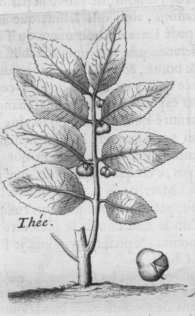 An illustration from Histoire générale des drogues, traitant des plantes, des animaux, & des mineraux ; ouvrage enrichy de plus de quatre cent figures en taille-douce tirées d'aprés nature ; avec un discours qui explique leurs differens noms, les pays d'où elles viennent, la maniere de connoître les veritables d'avec les falsifiées, & leurs proprietez, où l'on découvre l'erreur des anciens & des modernes..., 1694, leaf 158