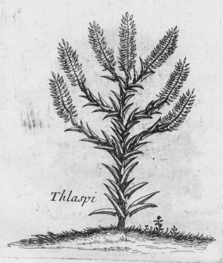 An illustration from Histoire générale des drogues, traitant des plantes, des animaux, & des mineraux ; ouvrage enrichy de plus de quatre cent figures en taille-douce tirées d'aprés nature ; avec un discours qui explique leurs differens noms, les pays d'où elles viennent, la maniere de connoître les veritables d'avec les falsifiées, & leurs proprietez, où l'on découvre l'erreur des anciens & des modernes..., 1694, leaf 22