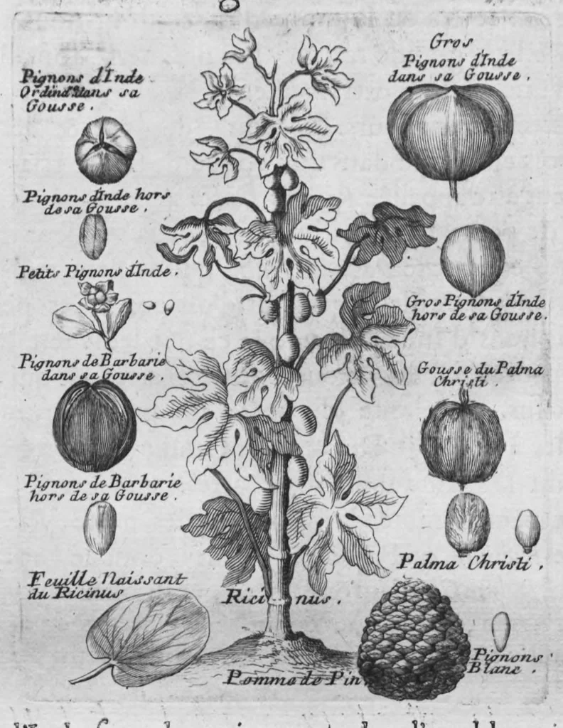 An illustration from Histoire générale des drogues, traitant des plantes, des animaux, & des mineraux ; ouvrage enrichy de plus de quatre cent figures en taille-douce tirées d'aprés nature ; avec un discours qui explique leurs differens noms, les pays d'où elles viennent, la maniere de connoître les veritables d'avec les falsifiées, & leurs proprietez, où l'on découvre l'erreur des anciens & des modernes..., 1694, leaf 240