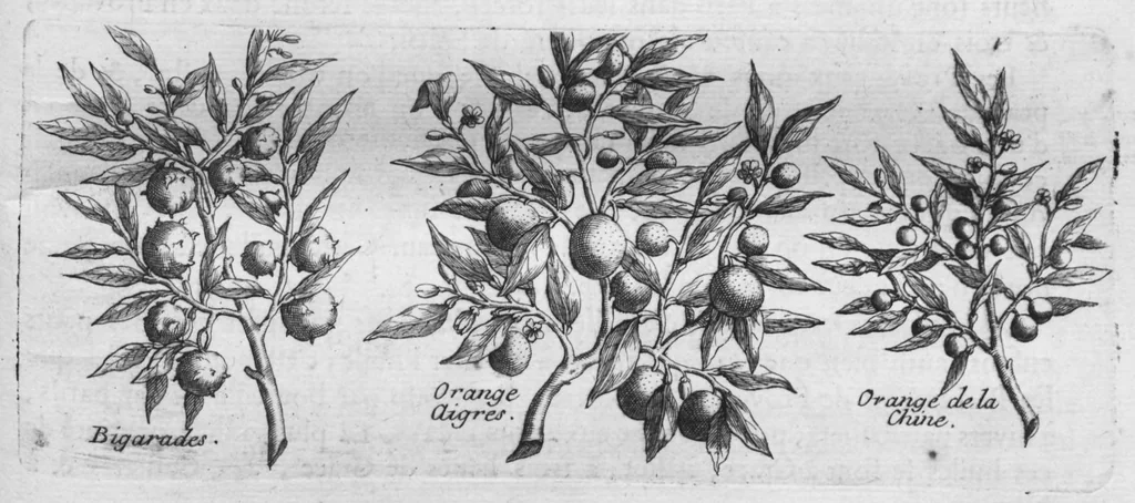 An illustration from Histoire générale des drogues, traitant des plantes, des animaux, & des mineraux ; ouvrage enrichy de plus de quatre cent figures en taille-douce tirées d'aprés nature ; avec un discours qui explique leurs differens noms, les pays d'où elles viennent, la maniere de connoître les veritables d'avec les falsifiées, & leurs proprietez, où l'on découvre l'erreur des anciens & des modernes..., 1694, leaf 248