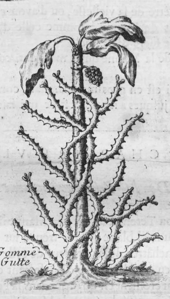 An illustration from Histoire générale des drogues, traitant des plantes, des animaux, & des mineraux ; ouvrage enrichy de plus de quatre cent figures en taille-douce tirées d'aprés nature ; avec un discours qui explique leurs differens noms, les pays d'où elles viennent, la maniere de connoître les veritables d'avec les falsifiées, & leurs proprietez, où l'on découvre l'erreur des anciens & des modernes..., 1694, leaf 287
