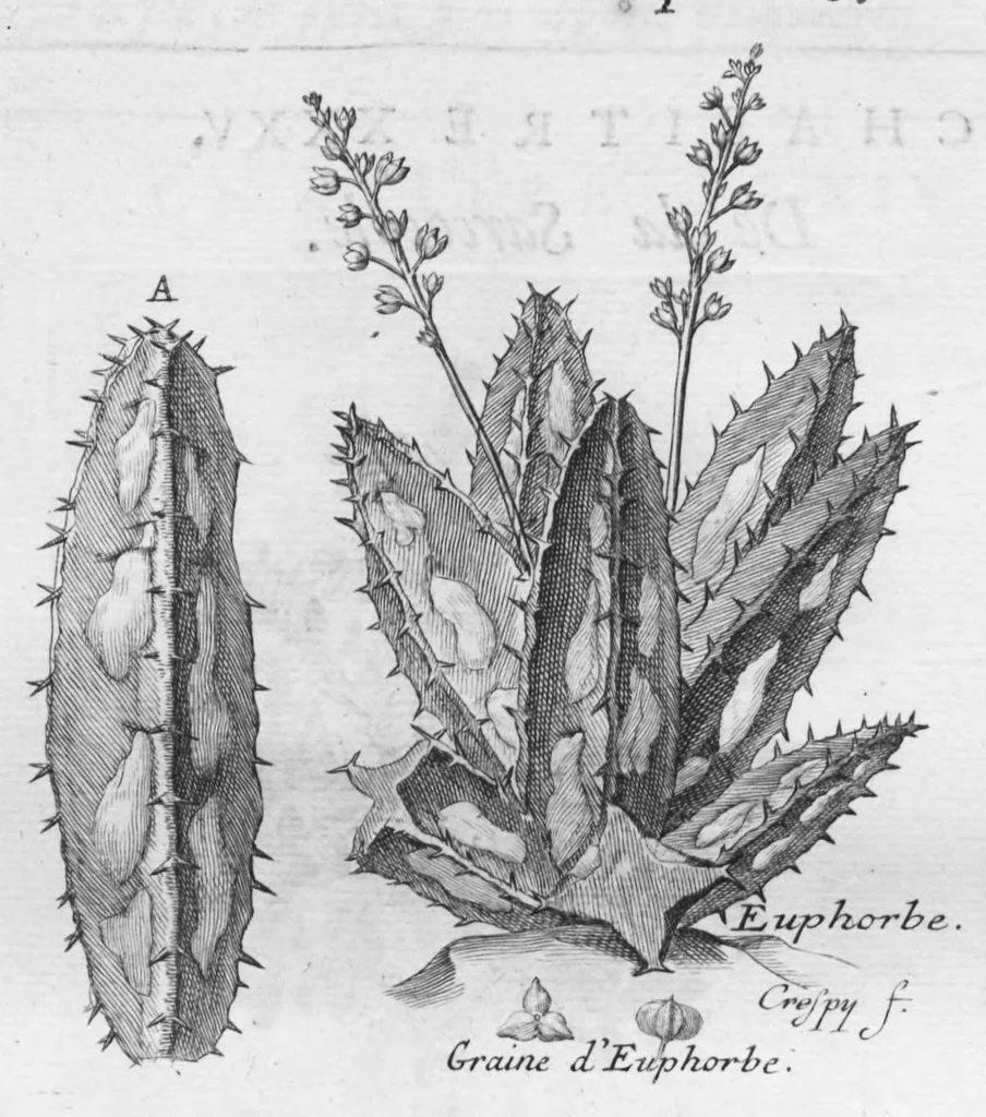An illustration from Histoire générale des drogues, traitant des plantes, des animaux, & des mineraux ; ouvrage enrichy de plus de quatre cent figures en taille-douce tirées d'aprés nature ; avec un discours qui explique leurs differens noms, les pays d'où elles viennent, la maniere de connoître les veritables d'avec les falsifiées, & leurs proprietez, où l'on découvre l'erreur des anciens & des modernes..., 1694, leaf 315