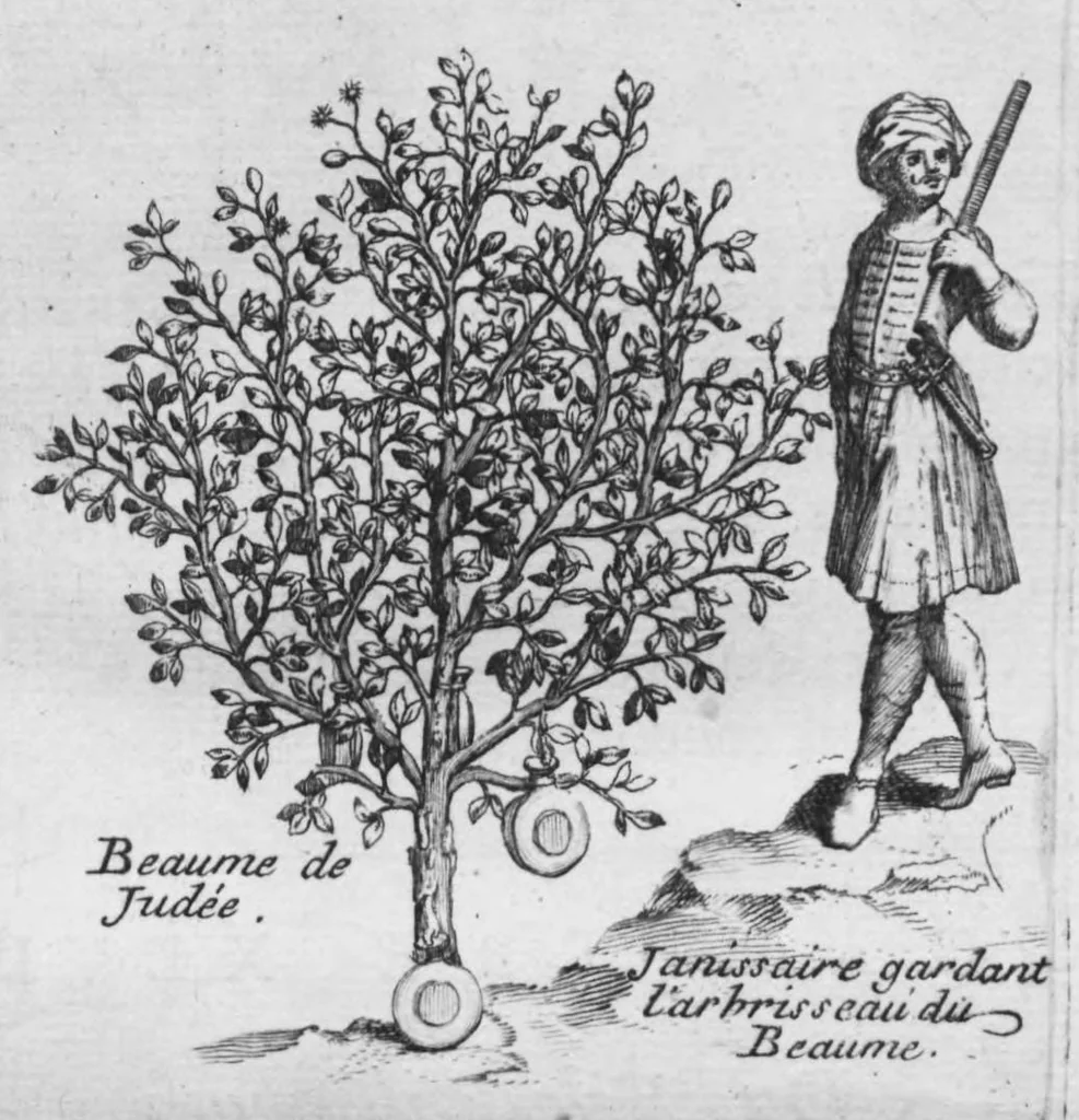 An illustration from Histoire générale des drogues, traitant des plantes, des animaux, & des mineraux ; ouvrage enrichy de plus de quatre cent figures en taille-douce tirées d'aprés nature ; avec un discours qui explique leurs differens noms, les pays d'où elles viennent, la maniere de connoître les veritables d'avec les falsifiées, & leurs proprietez, où l'on découvre l'erreur des anciens & des modernes..., 1694, leaf 322