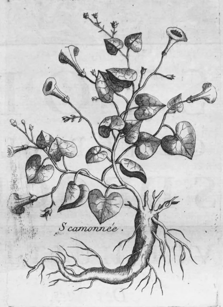 An illustration from Histoire générale des drogues, traitant des plantes, des animaux, & des mineraux ; ouvrage enrichy de plus de quatre cent figures en taille-douce tirées d'aprés nature ; avec un discours qui explique leurs differens noms, les pays d'où elles viennent, la maniere de connoître les veritables d'avec les falsifiées, & leurs proprietez, où l'on découvre l'erreur des anciens & des modernes..., 1694, leaf 339