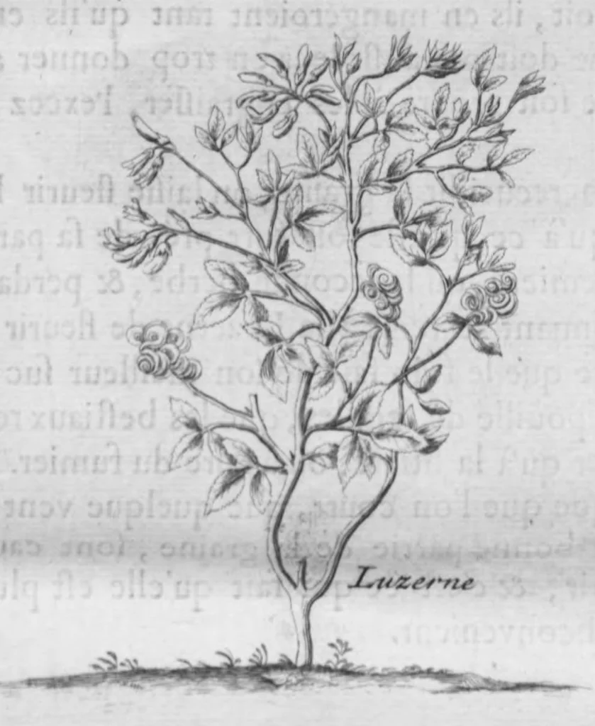 An illustration from Histoire générale des drogues, traitant des plantes, des animaux, & des mineraux ; ouvrage enrichy de plus de quatre cent figures en taille-douce tirées d'aprés nature ; avec un discours qui explique leurs differens noms, les pays d'où elles viennent, la maniere de connoître les veritables d'avec les falsifiées, & leurs proprietez, où l'on découvre l'erreur des anciens & des modernes..., 1694, leaf 36