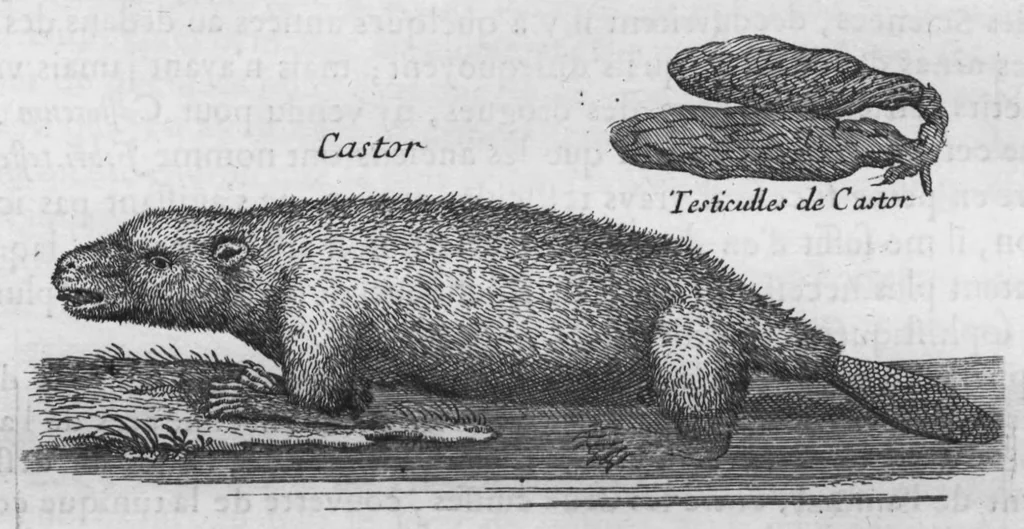 An illustration from Histoire générale des drogues, traitant des plantes, des animaux, & des mineraux ; ouvrage enrichy de plus de quatre cent figures en taille-douce tirées d'aprés nature ; avec un discours qui explique leurs differens noms, les pays d'où elles viennent, la maniere de connoître les veritables d'avec les falsifiées, & leurs proprietez, où l'on découvre l'erreur des anciens & des modernes..., 1694, leaf 370