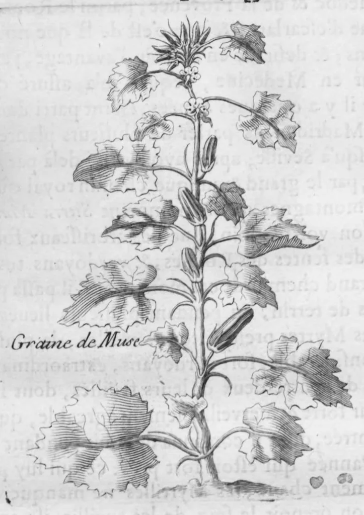 An illustration from Histoire générale des drogues, traitant des plantes, des animaux, & des mineraux ; ouvrage enrichy de plus de quatre cent figures en taille-douce tirées d'aprés nature ; avec un discours qui explique leurs differens noms, les pays d'où elles viennent, la maniere de connoître les veritables d'avec les falsifiées, & leurs proprietez, où l'on découvre l'erreur des anciens & des modernes..., 1694, leaf 43