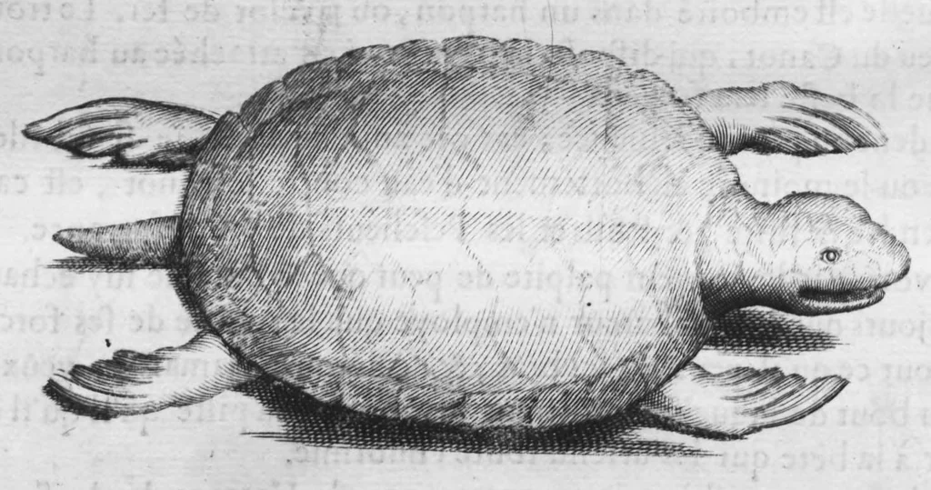 An illustration from Histoire générale des drogues, traitant des plantes, des animaux, & des mineraux ; ouvrage enrichy de plus de quatre cent figures en taille-douce tirées d'aprés nature ; avec un discours qui explique leurs differens noms, les pays d'où elles viennent, la maniere de connoître les veritables d'avec les falsifiées, & leurs proprietez, où l'on découvre l'erreur des anciens & des modernes..., 1694, leaf 435