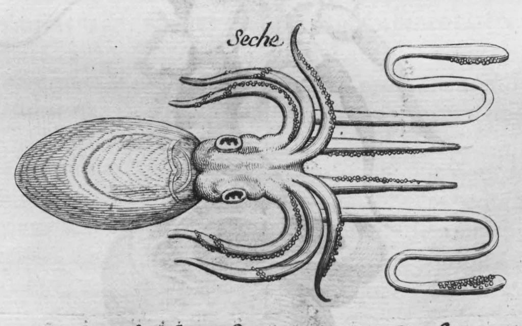 An illustration from Histoire générale des drogues, traitant des plantes, des animaux, & des mineraux ; ouvrage enrichy de plus de quatre cent figures en taille-douce tirées d'aprés nature ; avec un discours qui explique leurs differens noms, les pays d'où elles viennent, la maniere de connoître les veritables d'avec les falsifiées, & leurs proprietez, où l'on découvre l'erreur des anciens & des modernes..., 1694, leaf 442