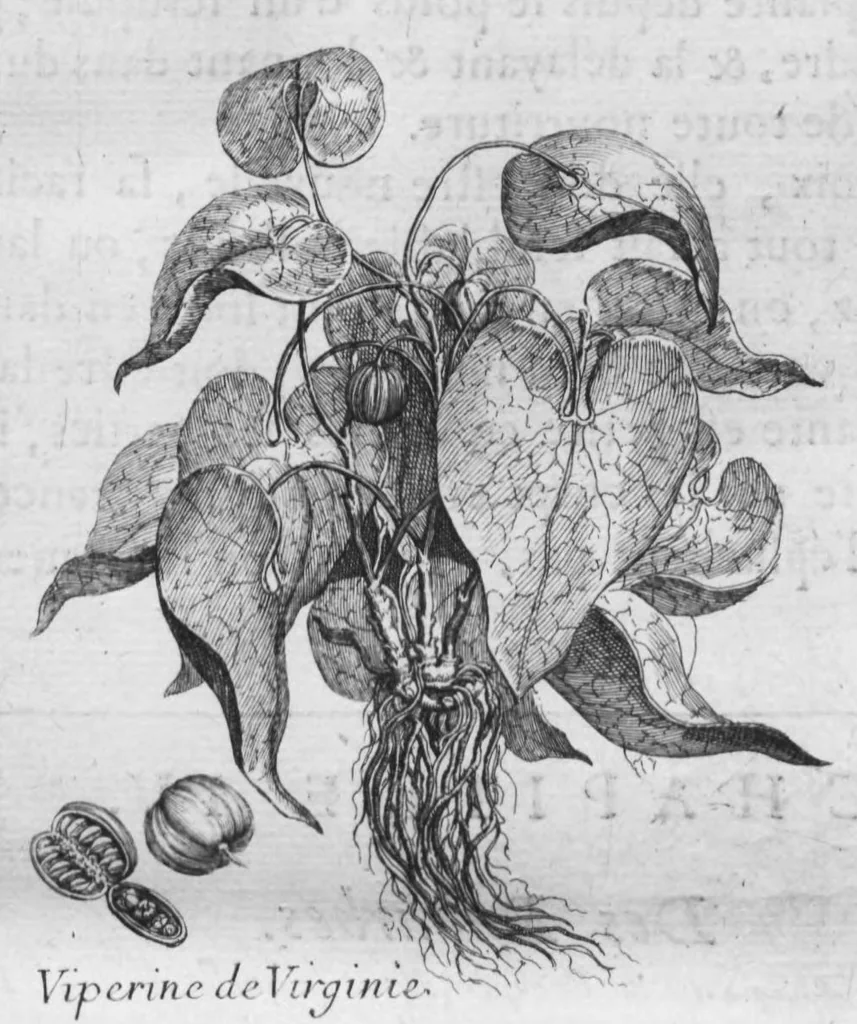 An illustration from Histoire générale des drogues, traitant des plantes, des animaux, & des mineraux ; ouvrage enrichy de plus de quatre cent figures en taille-douce tirées d'aprés nature ; avec un discours qui explique leurs differens noms, les pays d'où elles viennent, la maniere de connoître les veritables d'avec les falsifiées, & leurs proprietez, où l'on découvre l'erreur des anciens & des modernes..., 1694, leaf 64
