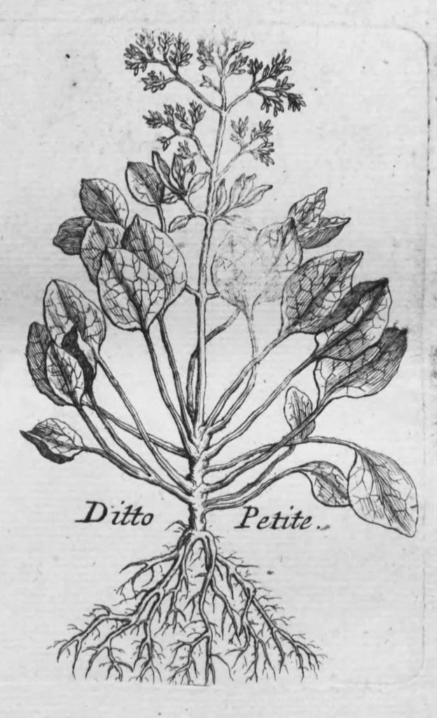 An illustration from Histoire générale des drogues, traitant des plantes, des animaux, & des mineraux ; ouvrage enrichy de plus de quatre cent figures en taille-douce tirées d'aprés nature ; avec un discours qui explique leurs differens noms, les pays d'où elles viennent, la maniere de connoître les veritables d'avec les falsifiées, & leurs proprietez, où l'on découvre l'erreur des anciens & des modernes..., 1694, leaf 92